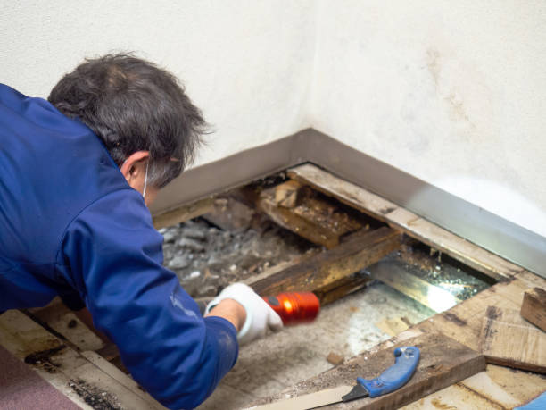 Best Best Mold Removal Companies  in Telford, PA