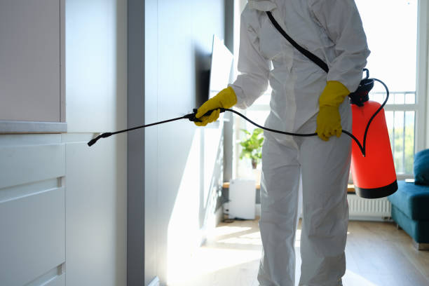 Mold Removal and Inspection in Telford, PA