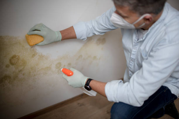 Best Same-Day Mold Removal  in Telford, PA