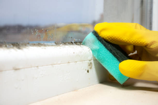 Best Attic Mold Removal  in Telford, PA