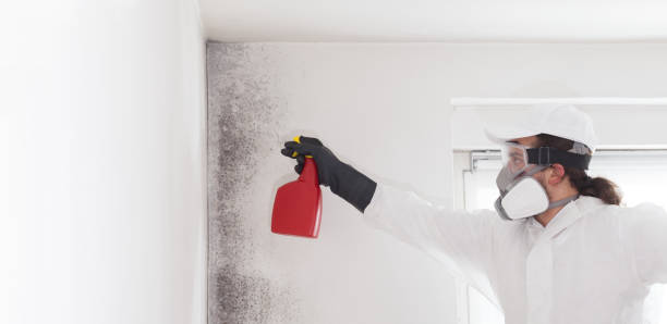 Best Commercial Mold Removal  in Telford, PA