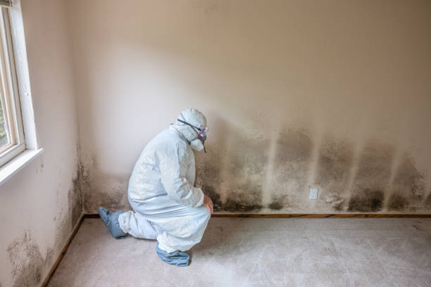 Best Fast Mold Removal  in Telford, PA