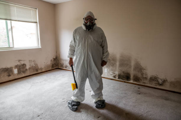 Trusted Telford, PA Mold Removal Experts