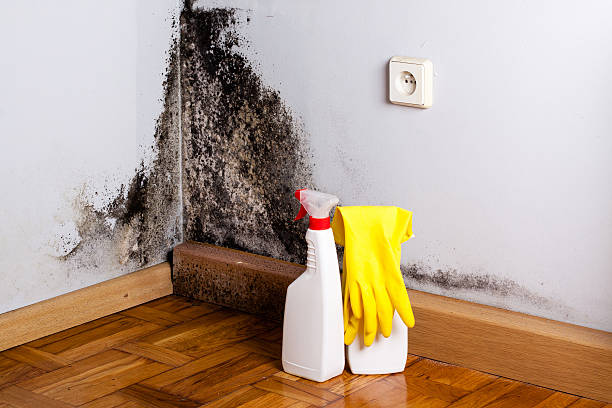 Best Toxic Mold Removal  in Telford, PA