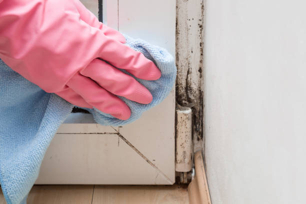 Best Mold Cleaning Services  in Telford, PA