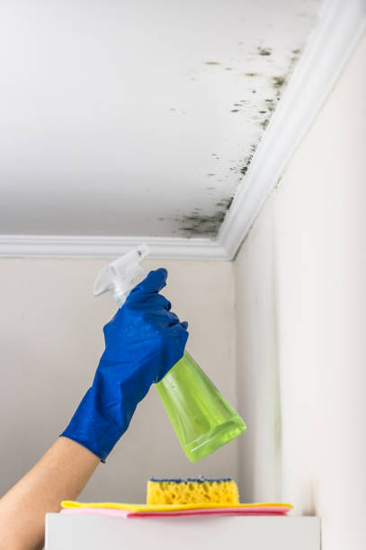 Best Black Mold Removal  in Telford, PA